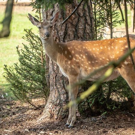 Usadba Belovezhskoye Pomestye Hotel Kamenyuki Kültér fotó